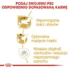 Royal Canin Dachshund Adult, Adult, Dackel, Klein (5-10 Produktbild-Vorschau 5