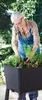 An older woman is planting in a raised garden bed outdoors. Voir les images du produit