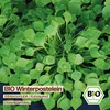 Samenliebe  Winterpostelein Samen | Winterportulak Produktbild-Vorschau 4