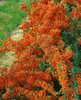 Pyracantha 'Saphyr Orange', Feuerdorn, orange, 40–60 cm Produktbild-Vorschau 2