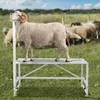 Viehständer Trimmständer Scherständer Ziegen - 1195x584mm - Produktbild-Vorschau 8