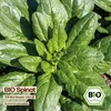 Samenliebe  Spinat Samen | Winterriesen Verdil - winterhart Produktbild-Vorschau 4