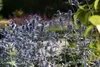 Eryngium planum, żwirek płaskolistny, stalowoniebieski, Podgląd zdjęcia produktu 8