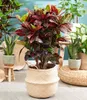 BALDUR Garten 1x Wunderstrauch Kroton ca. 55-65 cm hoch, im Produktbild-Vorschau 4
