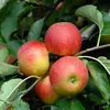 Elstar Apfel Apfelbaum Obstbaum kleinbleibend Niedrigstamm Produktbild-Vorschau 1