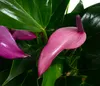 Dehner Waterplant Flamingoblume, Anthurium Zizou, Produktbild-Vorschau 3