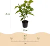 Green boutiQ - Plante de jardin - Cornus mas - Fleurs Voir les images du produit 3