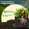 A strawberry plant in a grow bag, with text highlighting its features. Produktbild-Vorschau
