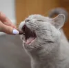VETEXPERT Urinovet Cat 45 Kapsułek Voir les images du produit 3