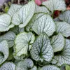 Brunnera macr. 'Jack Frost' | 6 sztuk - 10-25cm - Ø9cm - Podgląd zdjęcia produktu 4