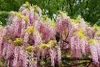 Blauregen ´HONBENII´ 70-80 cm, Cont. 2 l, Pflanze mit Produktbild-Vorschau 4