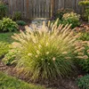6x Pennisetum al. 'Hameln' P9 H20 Produktbild-Vorschau 6