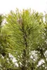 A close-up of a pine tree branch with needles and a small cone. Produktbild-Vorschau