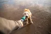 Ruffwear Pacific Loop Spielzeug Aurora Teal Produktbild-Vorschau 12