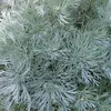 6 x Zwerg Silber Raute  - Artemisia schmidtiana 'Nana'  | Produktbild-Vorschau 1