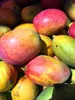 Kamelur 1kg BIO Mango getrocknet & ungeschwefelt, BIO Produktbild-Vorschau 3