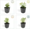 Plants by Frank | 48 Plantes de millepertuis | Hypericum Voir les images du produit 6
