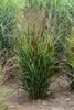 Stauden Gänge 5 x Panicum virgatum 'Cardinal' im 1 Liter Produktbild-Vorschau 5