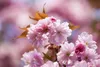 Prunus subhirtella 'Accolade', Zierkirsche, rosa Blüten, Produktbild-Vorschau 4