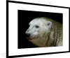 MuchoWow® MuchoWow® Gerahmtes Poster Nahaufnahme Eisbär Produktbild-Vorschau 1