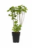 Ribes nero Ben Nevis 50-60 cm – Ribes nigrum, bacche Anteprima dell’immagine prodotto 1