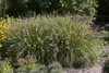 Pennisetum alopecuroides 'Hameln', Lampenputzergras, ca. Produktbild-Vorschau 9