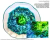 Octopus Fluids Resin Ink MILK, alcohol ink per resina Anteprima dell’immagine prodotto 4