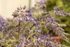 Wisteria sinensis, Chinesischer Blauregen, 40–60 cm Produktbild-Vorschau 10