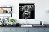 MuchoWow® Poster Schottischer Highlander - Hörner - Schwarz Produktbild-Vorschau 3