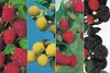 Himbeeren 4-Sorten Kombination 2 x rote - 1 x gelbe und 1 x Produktbild-Vorschau 1