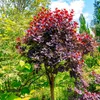 Bakker.com - Perückenstrauch Cotinus 'Royal Purple', Der Produktbild-Vorschau 3