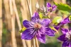 Clematis Hybride 'Multi Blue', Clematis, blau, 80–100 cm Produktbild-Vorschau 3