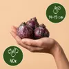 Green boutiQ - 40x Hyacinthus mix - Hyazinthen-Mix - Produktbild-Vorschau 3