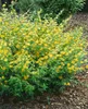 Kerria japonica 'Golden Guinea', Ranunkelstrauch, gelb, Produktbild-Vorschau 3