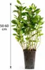 Apfelbeere Nero 50–60 cm – Aronia prunifolia, schwarze Produktbild-Vorschau 5