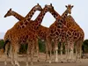 Calvendo Giraffen – Meeting 1000 Teile Puzzle quer Produktbild-Vorschau 2