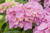 Hydrangea macrophylla 'Early® Pink', Hortensie, rosa, 50–60 Produktbild-Vorschau 1