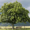 Esskastanienbaum 'BOUCHE DE BETIZAC´ 120-140 cm, Cont. 6 l Produktbild-Vorschau 5