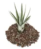 Tillandsia fasciculata – vzdušná rostlina – malá Náhled obrázku produktu 2