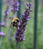 A close-up of a bumblebee pollinating a lavender flower. Produktbild-Vorschau