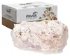Hawlik Pilzbrut Austernpilzkultur groß – Pilzzucht Set, Produktbild-Vorschau 2
