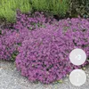 3er-Set - Campanula Ambella Pink - Glockenblume - Produktbild-Vorschau 2
