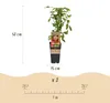 Green boutiQ - Obstpflanze - Rubus idaeus Ottawa - Produktbild-Vorschau 3