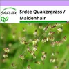 SAFLAX - Srdce Quakergrass / Maidenhair - Briza media - 75 Náhled obrázku produktu 6