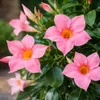 Mandevilla Dipladenia - Trichterblüte - Pyramidenform - Produktbild-Vorschau 2