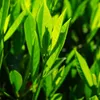 Immergrüne Pflanze für Hecken, 0.3m hoch, Wuchshöhe bis Produktbild-Vorschau 4