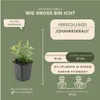 Plants by Frank | 48 Johanniskraut Pflanzen | Hypericum Produktbild-Vorschau 4