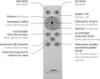 A remote control with labels in German and English explaining its functions. Produktbild-Vorschau