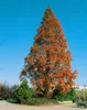 Metasequoia glyptostroboides, Urweltmammutbaum, 60–100 cm Produktbild-Vorschau 6