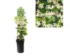 Jasmínovník vonný FloraSelf Trachelospermum jasminoides Náhled obrázku produktu 2